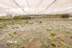 Vườn rau cải xanh của nhà vườn xã Ka Đô (Lâm Đồng) bị ngập trắng do nước lũ trên sông Đa Nhim dâng cao. (Ảnh: Nguyễn Dũng/TTXVN)