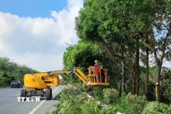 Công nhân Xí nghiệp quản lý cắt sửa cây xanh phòng chống bão. (Ảnh: Nguyễn Thắng/TTXVN)