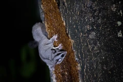 Loài sóc bay Krefft được phát hiện trong một cuộc khảo sát động vật hoang dã tại Rừng bạch đàn Victoria. (Nguồn: Đại học Melbourne)