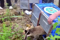 Các loài động vật hoang dã được tái thả đều có phân bổ tự nhiên tại Vườn Quốc gia Tam Đảo. (Ảnh: Báo Quân đội Nhân dân)