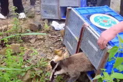Các loài động vật hoang dã được tái thả đều có phân bổ tự nhiên tại Vườn Quốc gia Tam Đảo. (Ảnh: Báo Quân đội Nhân dân)