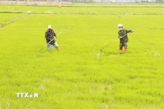 Nông dân phường Đông Lễ, thành phố Đông Hà (Quảng Trị) tỉa, dặm lúa Đông Xuân. (Ảnh: Nguyên Lý/TTXVN)