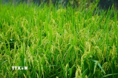 Quảng Trị đang chuyển từ mục tiêu đảm bảo an ninh lương thực sang phát triển nông nghiệp xanh-tuần hoàn. (Ảnh: Nhựt An/TTXVN)