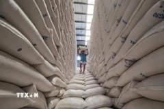 Công nhân bốc vác gạo trong nhà kho của Cơ quan lương thực quốc gia Philippines ở thành phố Valenzuela, ngày 4/2/2025. (Ảnh: THX/TTXVN)