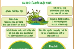 Đất ngập nước và tri thức truyền thống: Tôn vinh di sản văn hóa