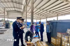 Lực lượng Hải quan Cửa khẩu cầu Bắc Luân II (Móng Cái-Quảng Ninh) kiểm tra hàng hóa nhập khẩu tại bãi kiểm hóa. (Ảnh: TTXVN phát)