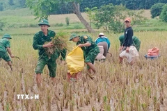 Đồn Biên phòng Thanh hỗ trợ nhân dân gặt lúa trong mưa lũ. (Ảnh: TTXVN phát)