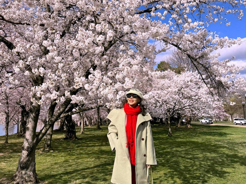 Du khách Việt chiêm ngưỡng hoa anh đào trên hành trình khám phá nước Mỹ. (Ảnh: CTV/Vietnam+)