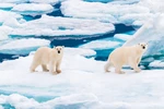 Gấu Bắc Cực thay đổi "khẩu vị" để thích ứng với biến đổi khí hậu