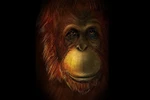 Hình dáng phục dựng của loài vượng lớn Gigantopithecus blacki. (Ảnh: Live Sienc