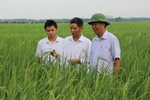 Cán bộ Phòng Nông nghiệp và Phát triển Nông thôn huyện Yên Phong kiểm tra đồng lúa nếp cái hoa vàng Yên Phụ. (Ảnh: Đinh Văn Nhiều/TTXVN)