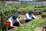Sau thời gian thao luyện, các chiến sỹ tại Đảo An Bang lại chia nhau ra vườn bắt sâu, tưới nước cho rau. (Ảnh: H.V/Vietnam+)