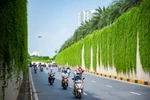 Con đường cây cúc tần Ấn Độ đẹp như tranh giữa lòng Thủ đô