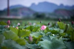 Bên cạnh Hương Sơn - quần thể văn hóa - tôn giáo Việt Nam mỗi mùa Xuân đón hàng triệu Phật tử, du khách về trảy hội, bên cạnh suối Yến ngắt màu tím mộng mơ hoa súng tháng 10, tháng 3 hoa gạo ‘thắp lửa’ bên cầu Hội, thiên nhiên còn ban tặng cho Mỹ Đức nhữn