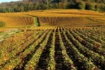 Các đồi nho xung quanh thị trấn Épernay được công nhận là di sản văn hóa thế giới. (Nguồn: AFP) 