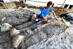 Hóa thạch khủng long khổng lồ tại Angeac-Charente. (Ảnh: AFP/TTXVN) 