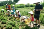 Du khách quốc tế tự tay thu hoạch các nông sản tại Làng rau sạch Củ Chi