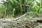 Chuyển mía ra ghe mang đi tiêu thụ. (Ảnh: Chanh Đa/TTXVN)