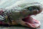 Rắn hổ mang gây ra cái chết hy hữu cho người đầu bếp