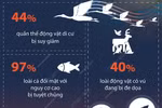 UNEP báo động nguy cơ đối với các loài di cư trên toàn cầu