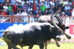 Một pha móc hàm giữa 2 trâu chọi. (Ảnh: Lâm Khánh/TTXVN)