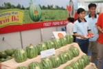 Dưa hấu trái mùa tại tỉnh Hậu Giang bán được giá cao