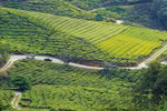 Cameron Highlands - nàng sơn nữ ngủ vùi giữa rừng xanh và đồi chè