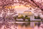 Hoa anh đào tại thủ đô Washington (Mỹ). (Nguồn: Thrillist)