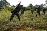 Binh sỹ Bolivia đang phá hủy cây coca. (Nguồn: Telesur)