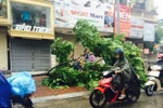 Cây đổ trên đường phố Hà Nội sáng 28/7. (Ảnh: Vũ Hà/Vietnam+)