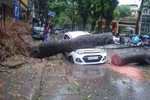 Cây đổ đè lên một chiếc xe ôtô trên đường Trần Thánh Tông, sáng 28/7. (Nguồn: PV/Vietnam+)