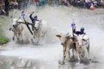 Các đôi bò trên đường đua. (Ảnh: Duy Khương/TTXVN)