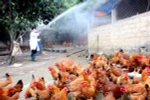 Phòng lây nhiễm cúm H5N6 từ gia cầm sang người nơi ổ dịch 
