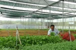Sản xuất rau sạch trong nhà kính tại khu nông nghiệp công nghệ cao ở Bình Phước. (Ảnh: Nguyên Lý/TTXVN)