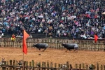 Thi đấu trong Hội chọi trâu Phù Ninh năm 2018. (Ảnh: Trung Kiên/TTXVN)