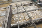 Cá nuôi chết nổi trắng bè trên sông La Ngà. (Ảnh: Sỹ Tuyên/TTXVN)