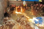 Gà bị chết do nhiễm cúm A/H5N1. (Ảnh: Trần Lê Lâm/TTXVN)