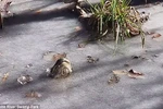 Một con cá sấu nhô miệng lên khỏi mặt hồ đóng băng. (Nguồn: Daily Mail)