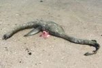 Sinh vật bí ẩn giống 'quái vật hồ Loch Ness' xuất hiện bên bờ biển