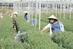 Người dân chăm sóc, cắt tỉa nụ hoa cúc tại làng hoa Dương Sơn. (Ảnh: Văn Dũng/TTXVN)