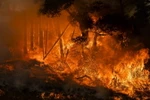 Cháy rừng bang California của Mỹ. (Ảnh: AFP/TTXVN)