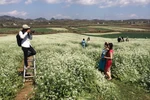 Dạo qua các địa điểm chụp ảnh hoa cải "đỉnh" nhất miền Bắc