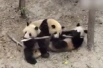 Yêu đời hơn trước màn đánh nhau của bầy gấu trúc con