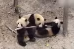 Yêu đời hơn trước màn đánh nhau của bầy gấu trúc con