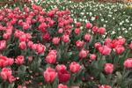 Hoa tulip. (Ảnh: Khánh Linh/TTXVN)