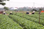 [Video] Vùng xanh trở lại sản xuất để cung ứng thực phẩm cho Thủ đô