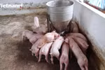 [Video] Nhiều hộ chăn nuôi nhỏ lẻ e ngại tái đàn vì nỗi lo dịch bệnh