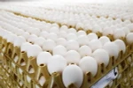 Trứng gà tại một trang trại ở Doornenburg, Hà Lan ngày 27/7. (Nguồn: AFP/TTXVN)