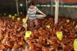 Chăn nuôi gia cầm. (Nguồn: TTXVN) 
