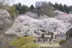 Hoa anh đào nở rộ tại thủ đô Tokyo. (Ảnh: Nguyễn Tuyến/TTXVN)